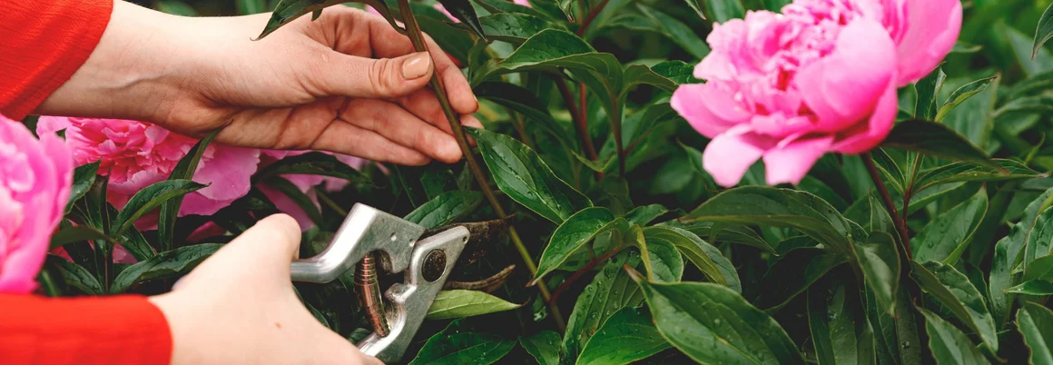 Hand schneidet rosa Pfingstrose mit Gartenschere
